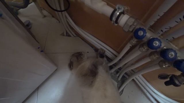 Кевулька греется в котельной смотреть онлайн