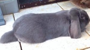 Разведение вислоухих кроликов породы Баран как бизнес идея | Кролик вислоухий баран