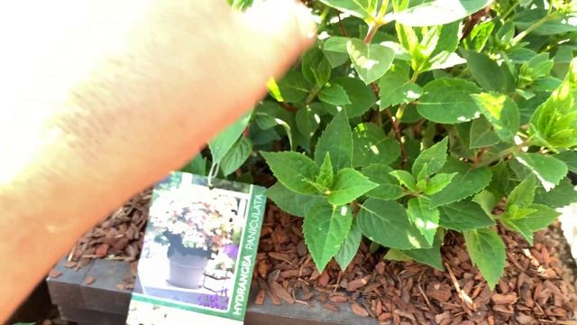 НОВИНКА. HYDRANGEA POLESTAR (R) 'Berg14'Идеальная гортензия для балконов и террас.Гортензия Полиста смотреть онлайн