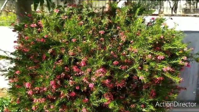 #Гревиллея/Grevillea Juniperina/Гревиллея в моем саду!