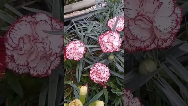 Самая популярная расцветка гвоздики садовой на рынке! смотреть онлайн