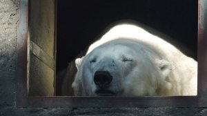 ИНТЕРЕСНЫЙ ЗВЕРЬ: БЕЛЫЙ МЕДВЕДЬ