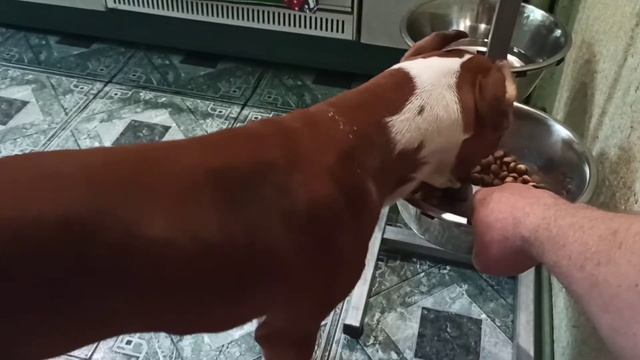 Щенок американского стаффордширского терьера Clyde Strider in Diversity (Клайд) смотреть онлайн