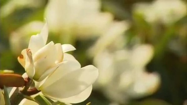 The Garden Gurus - Fairy Magnolia Blush & Cream