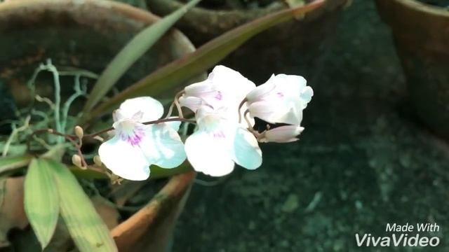 Ionopsis Orchid , Ionopsis Utricularioides Orchid