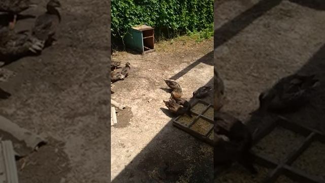 Подсадные утки!!! И выводок утят с пити уток !! смотреть онлайн