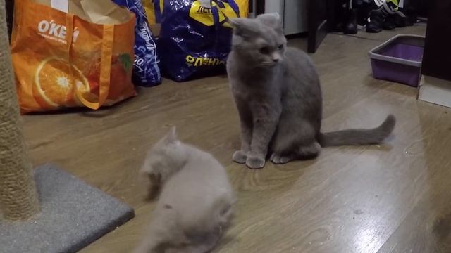 Котёнок остался один. Кошка-мама с ним играет и его оберегает. смотреть онлайн