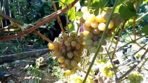Сорт винограда Хамелеон