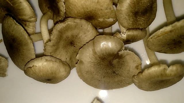 ГИГРОФОР ПЯТНИСТЫЙ Hygrophorus Pustulatus.