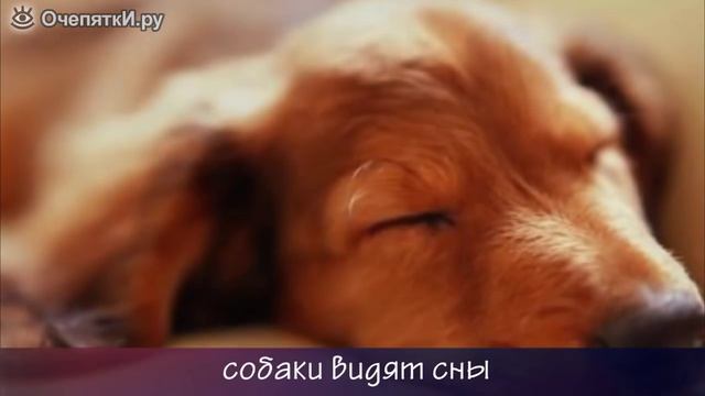 Домашние питомцы. Интересное о собаках смотреть онлайн