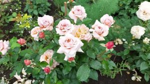 Мой новый розарий