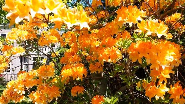 Orange Rhododendron, Orange Park, Orange King's Day 2022