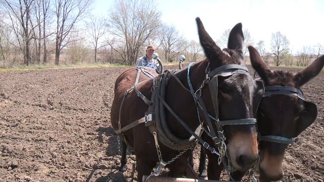 Farming Potatoes with Mule Power смотреть онлайн
