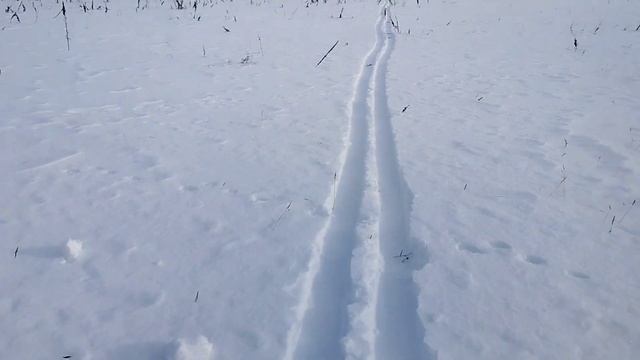Отстрел томпака из Вепрь-308/Вепрь-308+коллиматор+томпак смотреть онлайн