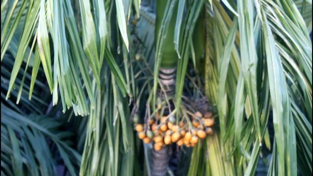 Areca catechu, সুপারি смотреть онлайн