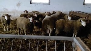 племенная ферма порода иль де франс