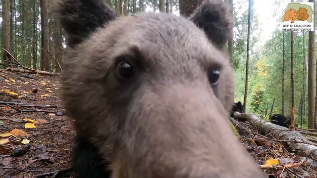 Вторая школа-семинар по фотоловушкам "Заповедная фотоловушка 2023" смотреть онлайн