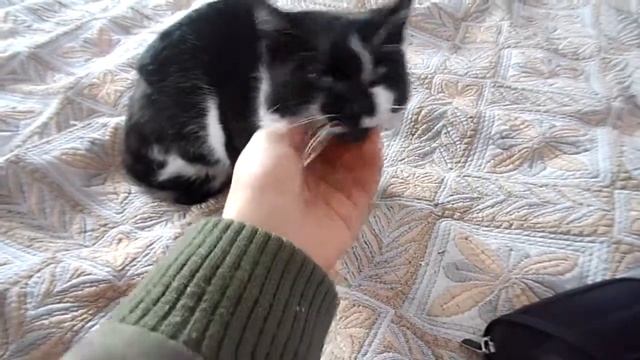 Кошечка с Балаклавы после перелома таза полностью здорова!!! смотреть онлайн
