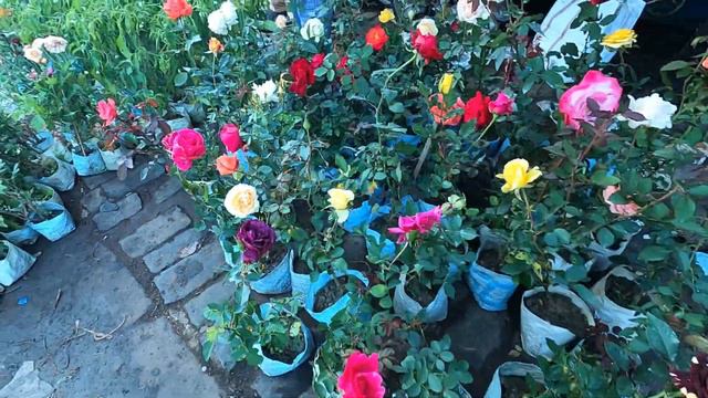 Galiff Street Rose Flower Plant at Cheap Price| Popular Plant Market of kolkata|Best Flowers Foreve смотреть онлайн
