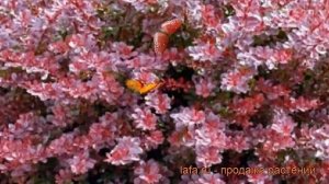 Барбарис тунберга Кармен (berberis thunbergii carmen) ? обзор: как сажать, саженцы барбариса Кармен