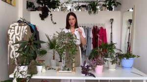 Традесканция: полный гид по уходу.