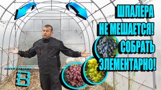 УМНАЯ ШПАЛЕРА ДЛЯ ВИНОГРАДА СВОИМИ РУКАМИ В ТЕПЛИЦЕ. СЕВЕРНЫЙ ВИНОГРАДНИК 22-2 смотреть онлайн