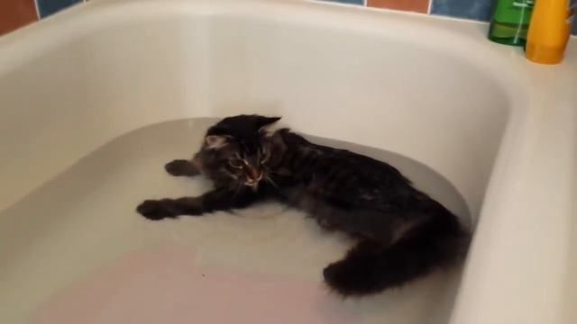 Тест, как определить точно ли у вас кун! смотреть онлайн