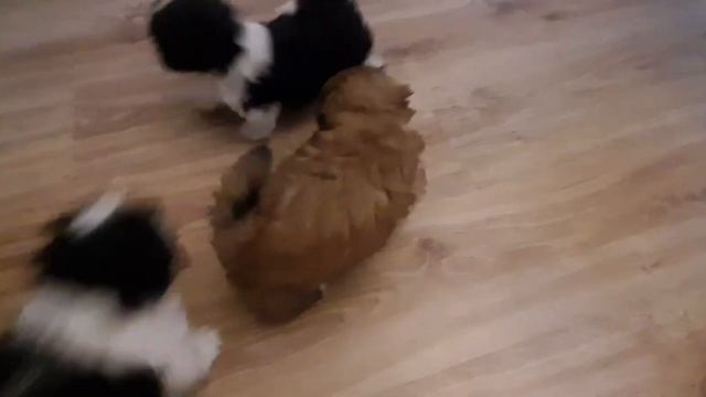 щенки ши-тцу смотреть онлайн