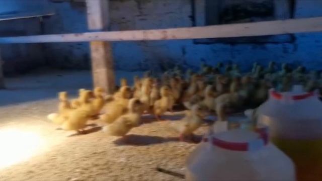 Песня про утят для самых маленьких. "Мое Подворье" смотреть онлайн