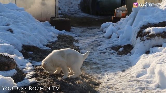 ЩЕНКИ АЛАБАЯ 50 ДНЕЙ