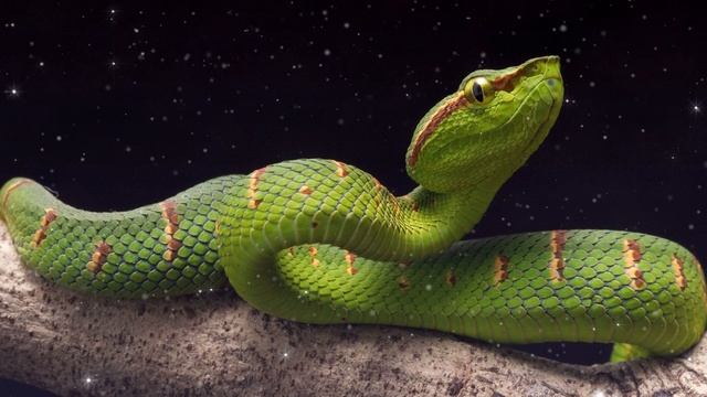 Snake Spirit Guide - Ask the Spirit Guides Oracle - Totem Animal - Power Animal - Magical Crafting смотреть онлайн