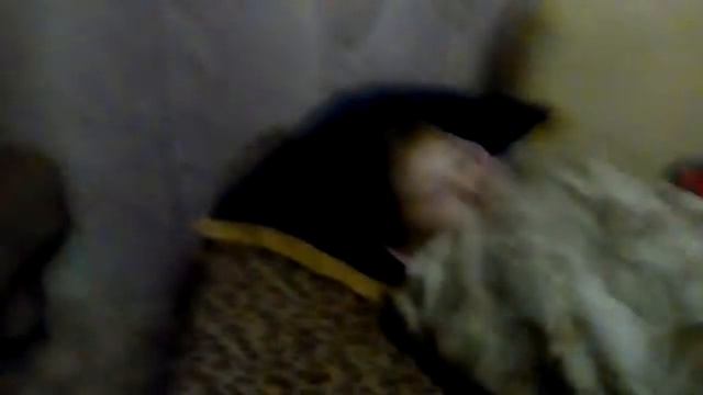 Я зжок свою сестру и закопал ее смотреть онлайн