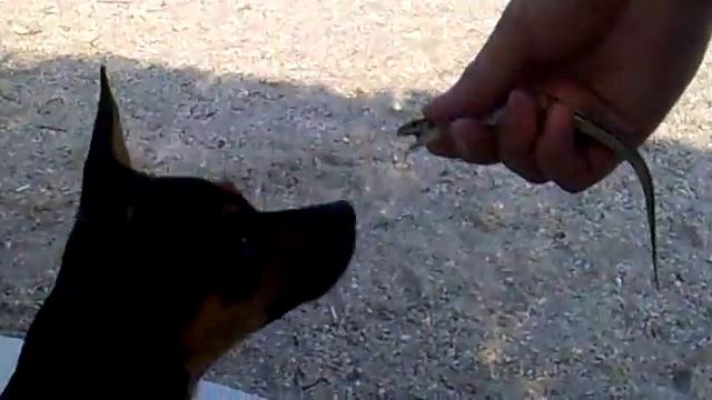 Ириска и ящерица - любовь с первого взгляда смотреть онлайн