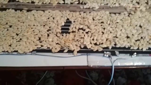 Шедевры Вкуса