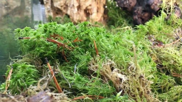 Еще террариумы оформляем! Больше террариумов!