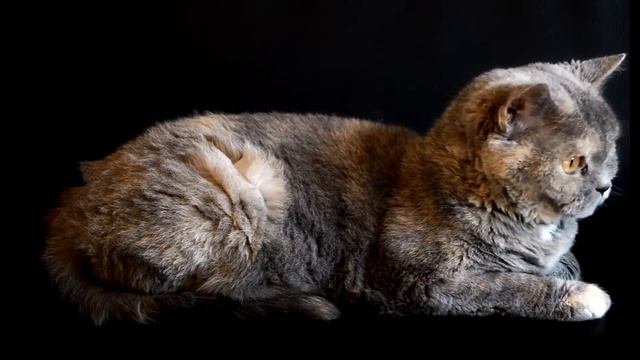 Cute creatures-Cute animals-Animal world of life. Милые создания-Мир животных. Tatlı hayvanlar. смотреть онлайн