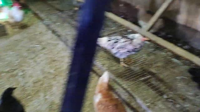 ? ЛЕГГОРН#почему мне нравиться эти куры#мае земледелие мае увлечение... смотреть онлайн