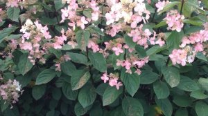 Гортензия метельчатая Пинк Даймонд розовое цветение в соседстве с розами и клематисами.