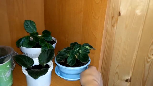 Мои любимые цветочки смотреть онлайн