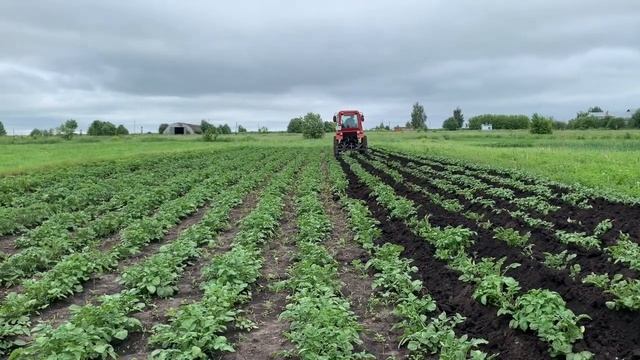 Окучиваем картофель на Т-25 смотреть онлайн