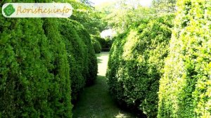 ? Растение самшит – посадка и уход; кустарник самшит – размножение и пересадка