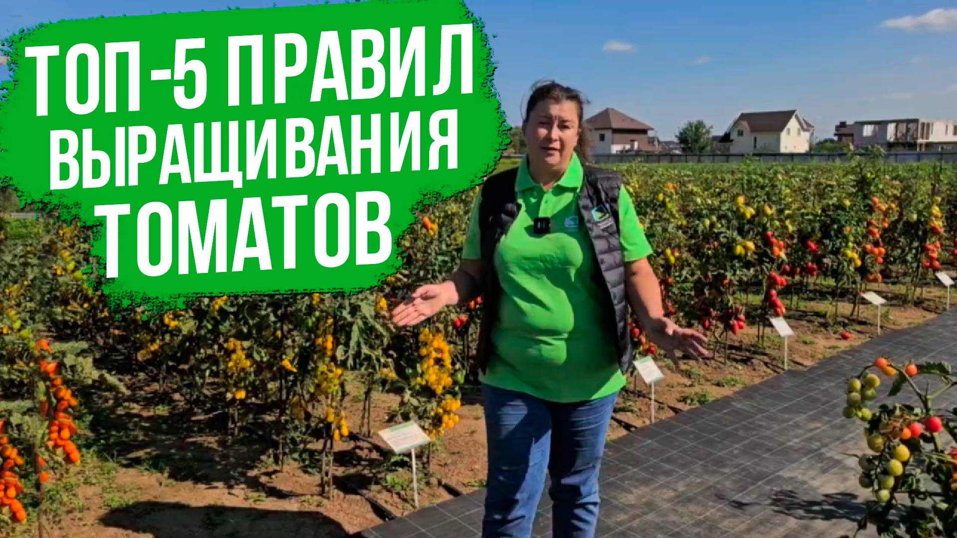 Самый эффективный способ выращивания томатов в открытом грунте! смотреть онлайн