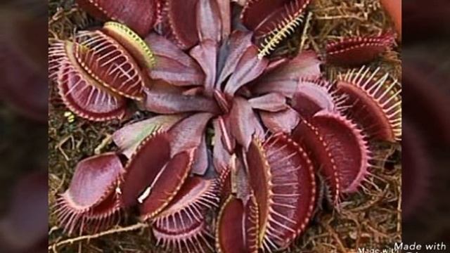 5 ИНТЕРЕСНЫХ ФАКТОВ ПРО ВЕНЕРИНУ МУХОЛОВКУ! смотреть онлайн