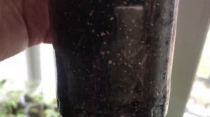 Новый способ полива рассады томатов.