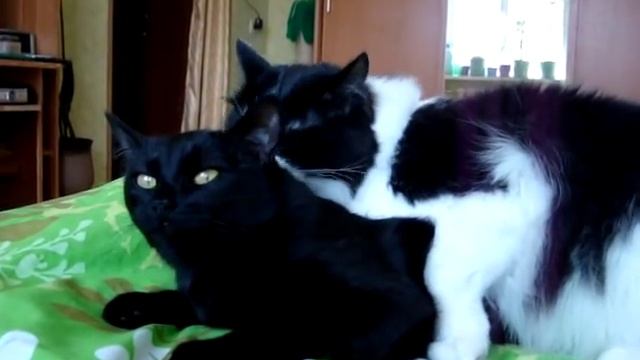 Выяснение отношений кота и кошки смотреть онлайн