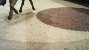 Типы лошадей шляйх!