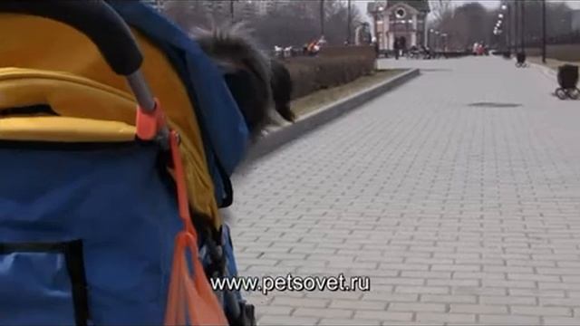 Коляска для собак и кошек смотреть онлайн