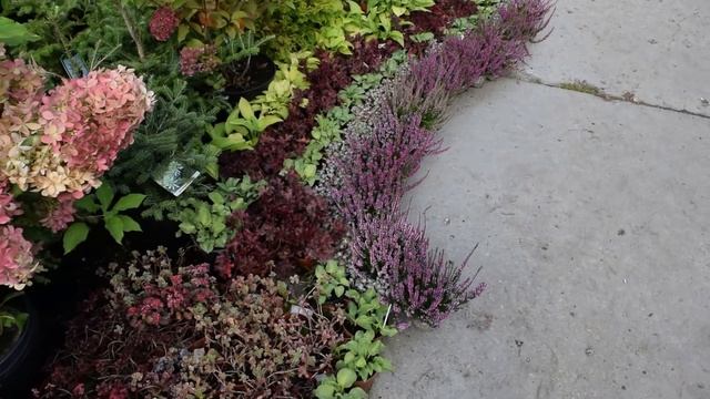 Гортензия почему? Самый красивый осенний цветок в саду и дома. Юные садоводы смотреть онлайн