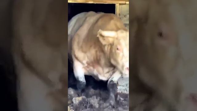 Самый большой Бык в Дагестане. 1.200 смотреть онлайн