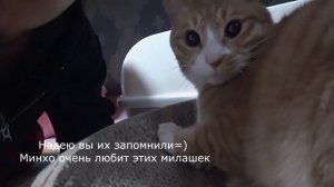 Запоминаем кошек Ли Минхо из Stray Kids| Guide to Lee Know's cats